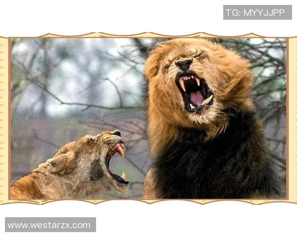 沃尔夫与帕德博激战正酣谁能在这场对决中笑到最后